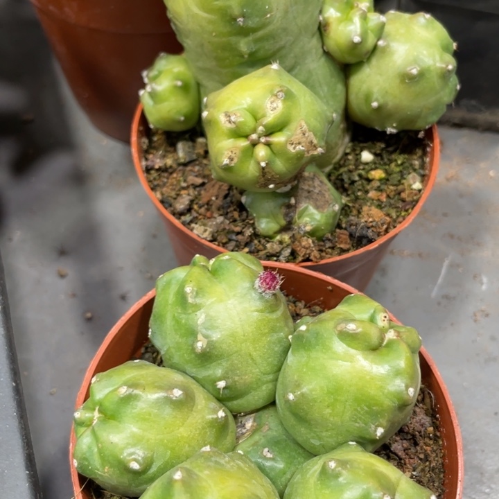 橙花淘汰懒一群带花苞新品