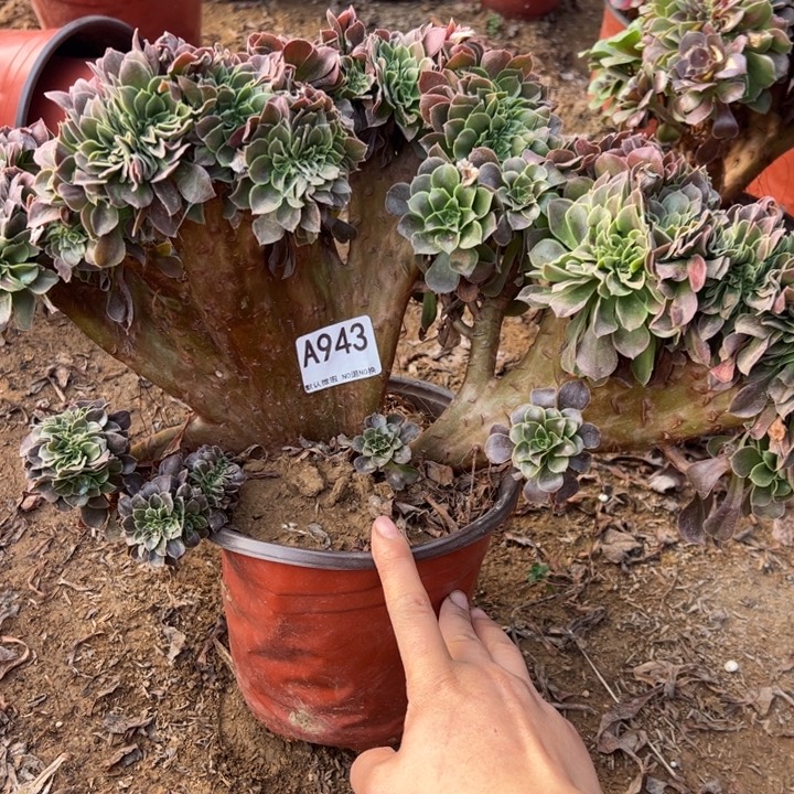 玫瑰缀多肉植物943.