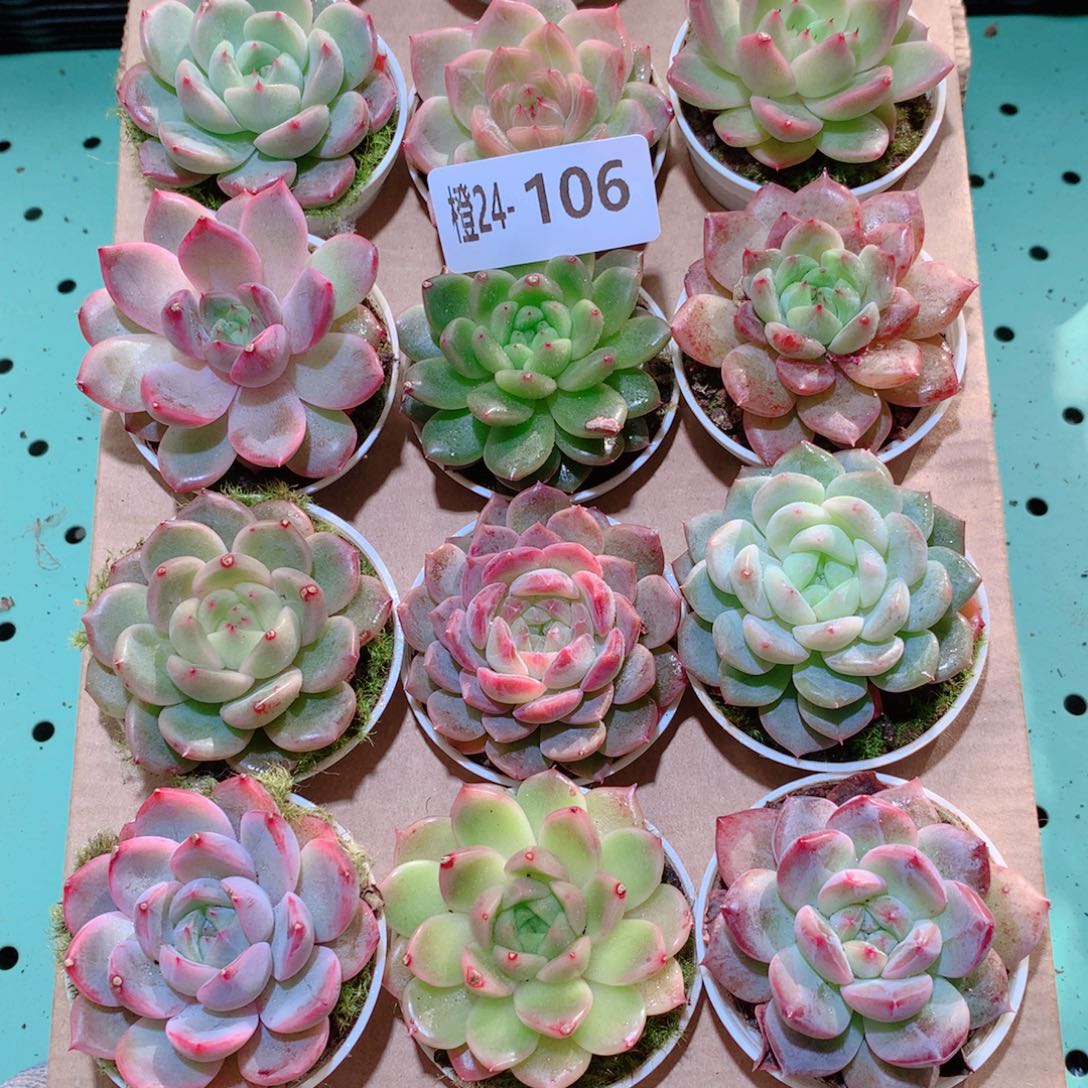 24-106一物一拍多肉带盆18颗