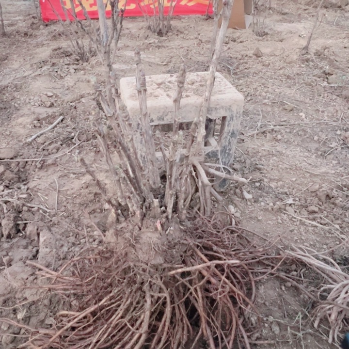 当前无花栽培后可以开花紫二桥