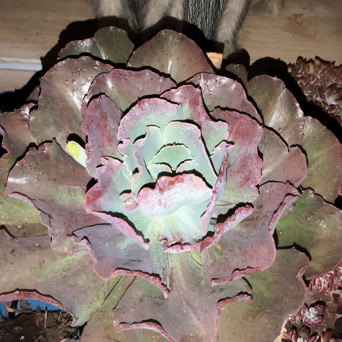 初吻14.99多肉植物