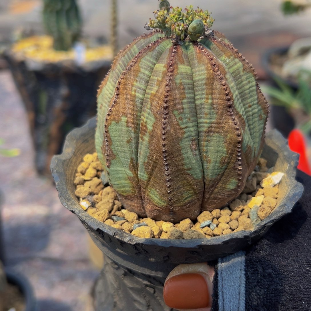 布纹wwwwwwwwwwwwwwwwww