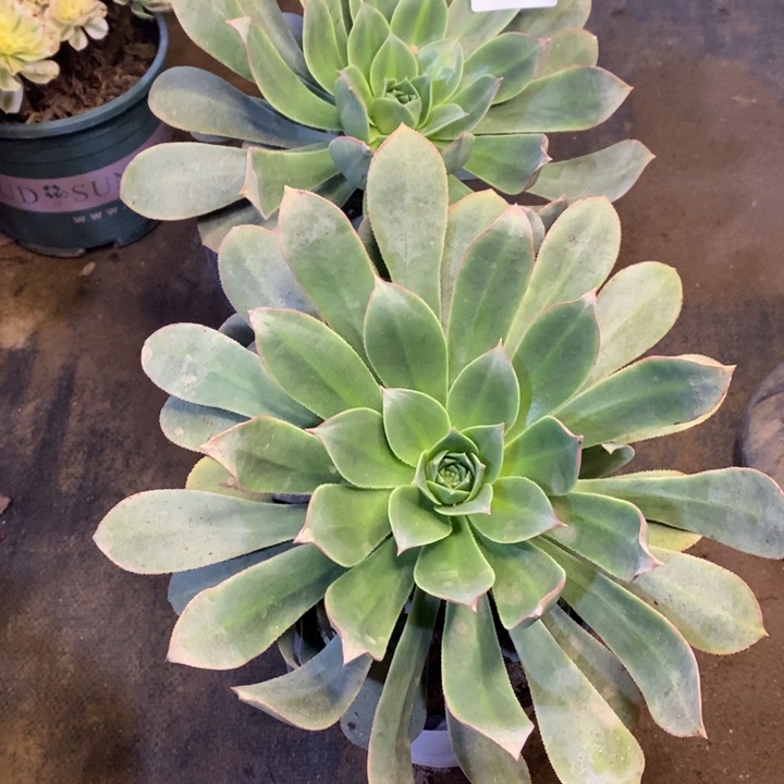 两盆多肉断头不包1502