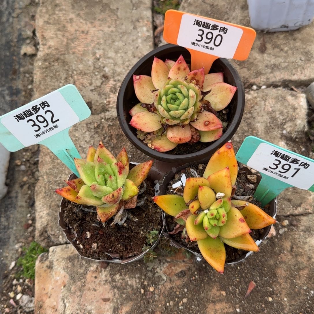 多肉植物乌木三颗哇塞