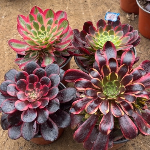 367多肉植物组合