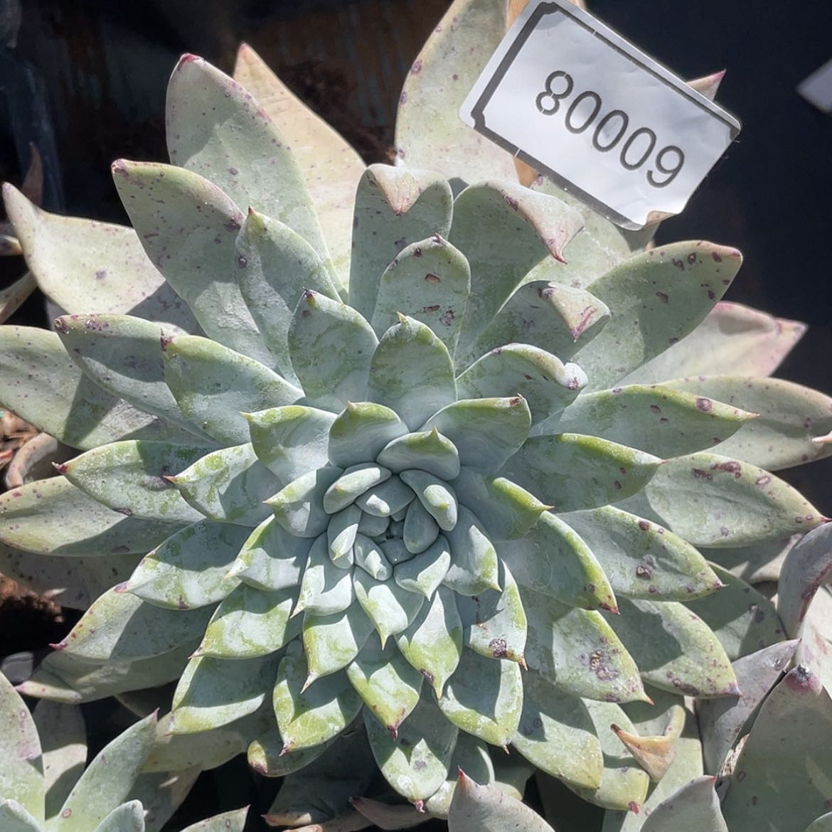 【闪购商品】60008