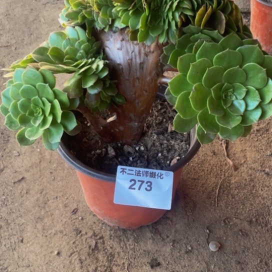 273万圣节缀包邮瑕疵