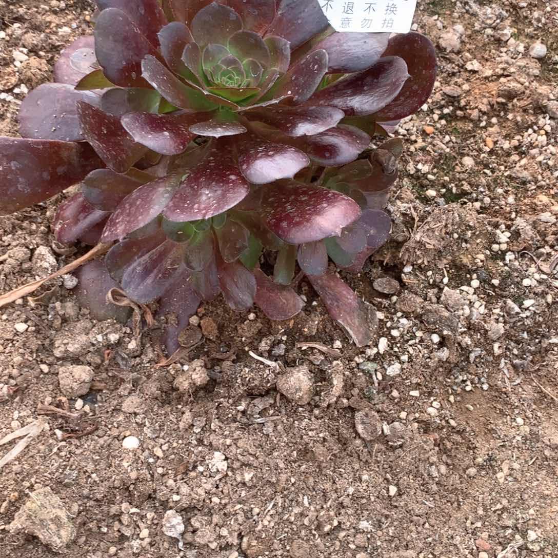雨*蔺多肉植物黑同441