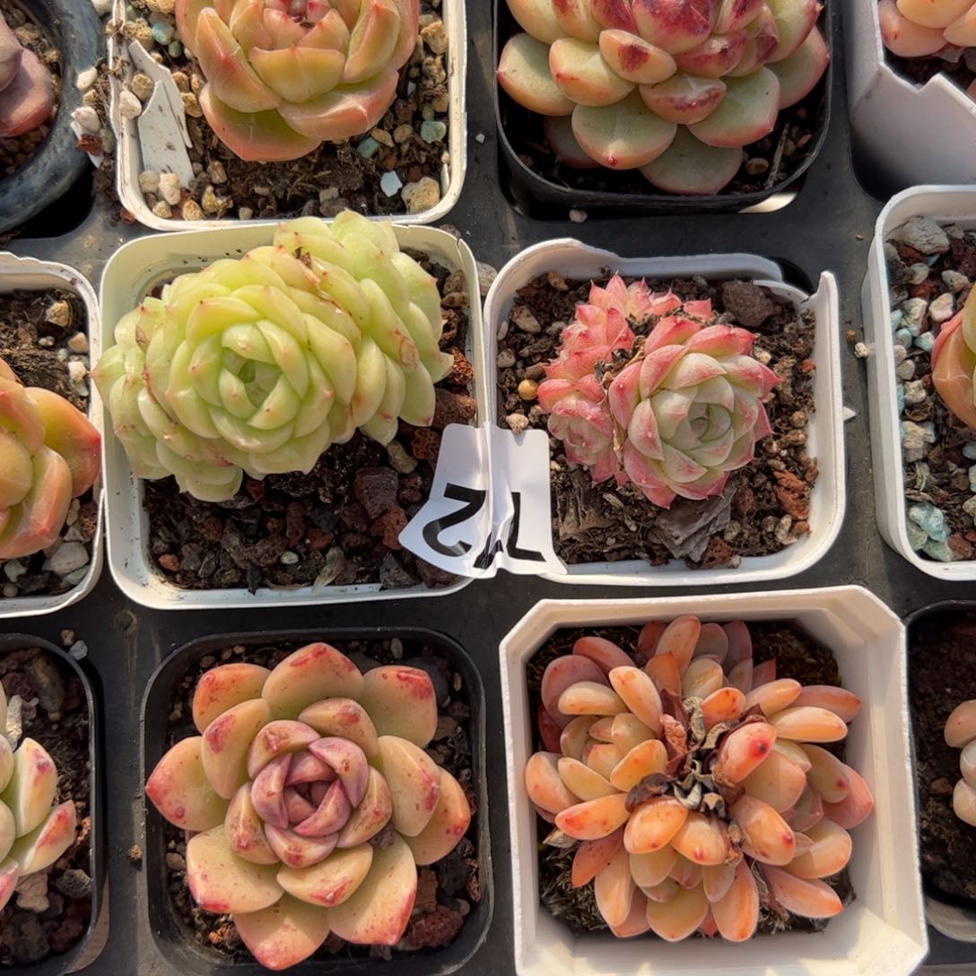 小***思772 满38包邮一物一拍