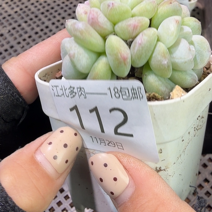 112 号到手1颗一物一拍