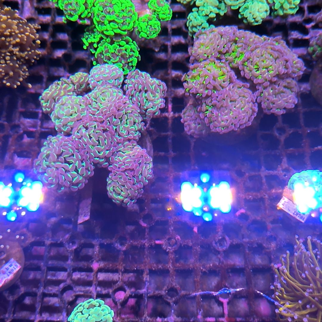 纽扣珊瑚火柴一头60