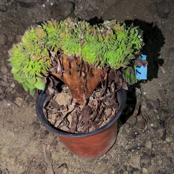 789黄金沙拉碗多肉植物