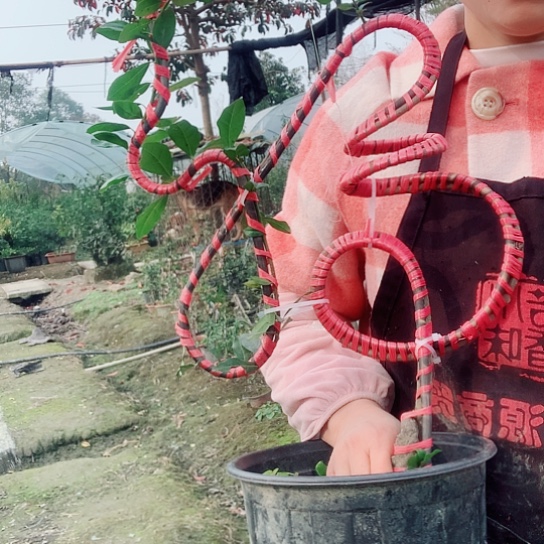 无花朵金弹子立体福