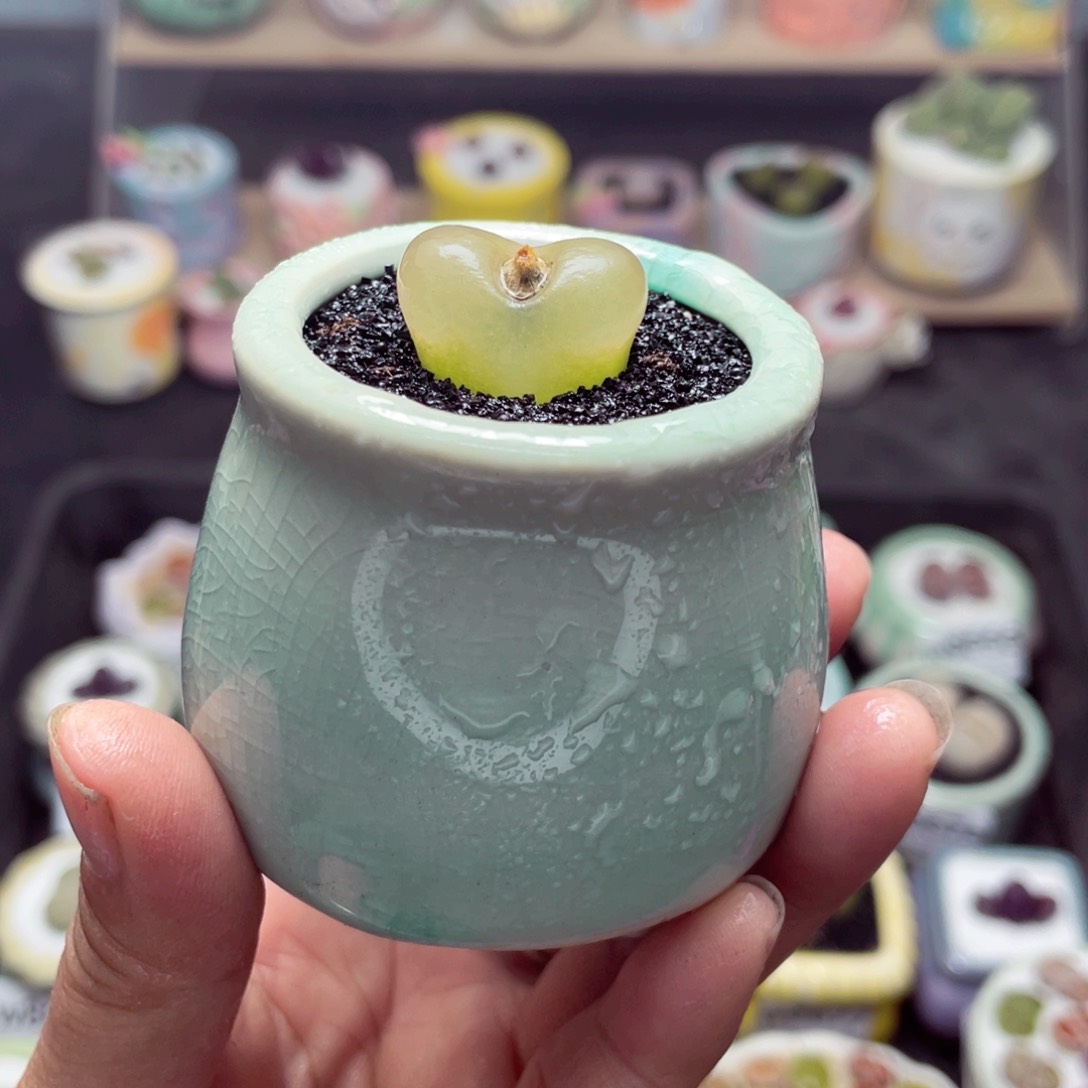 w8691 带盆土发货-零下地区拍保温箱