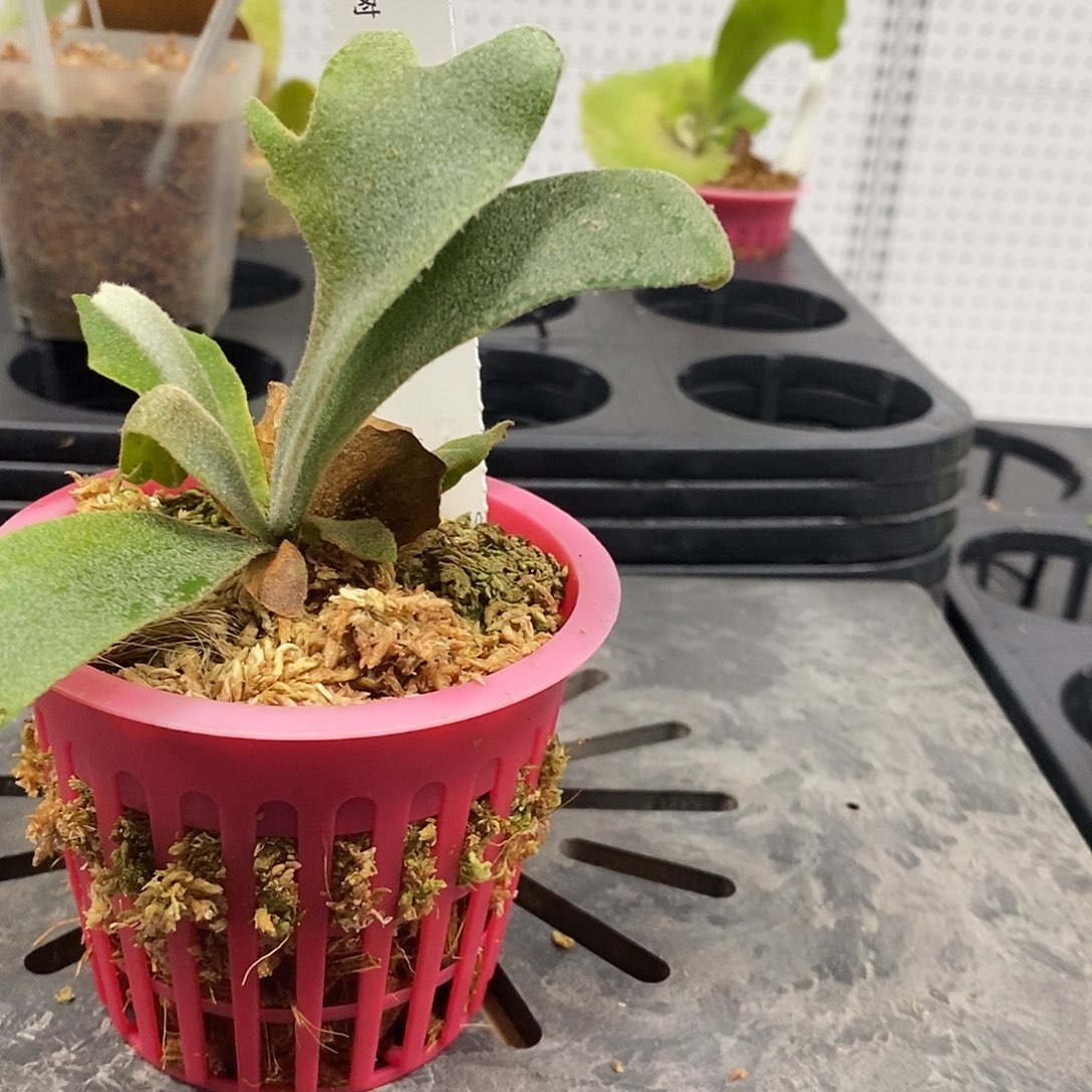 无花朵侏儒塔苏塔