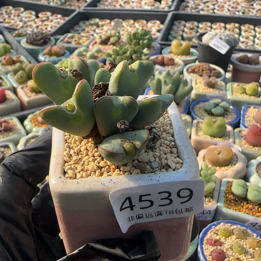 4539--一物一拍 带盆