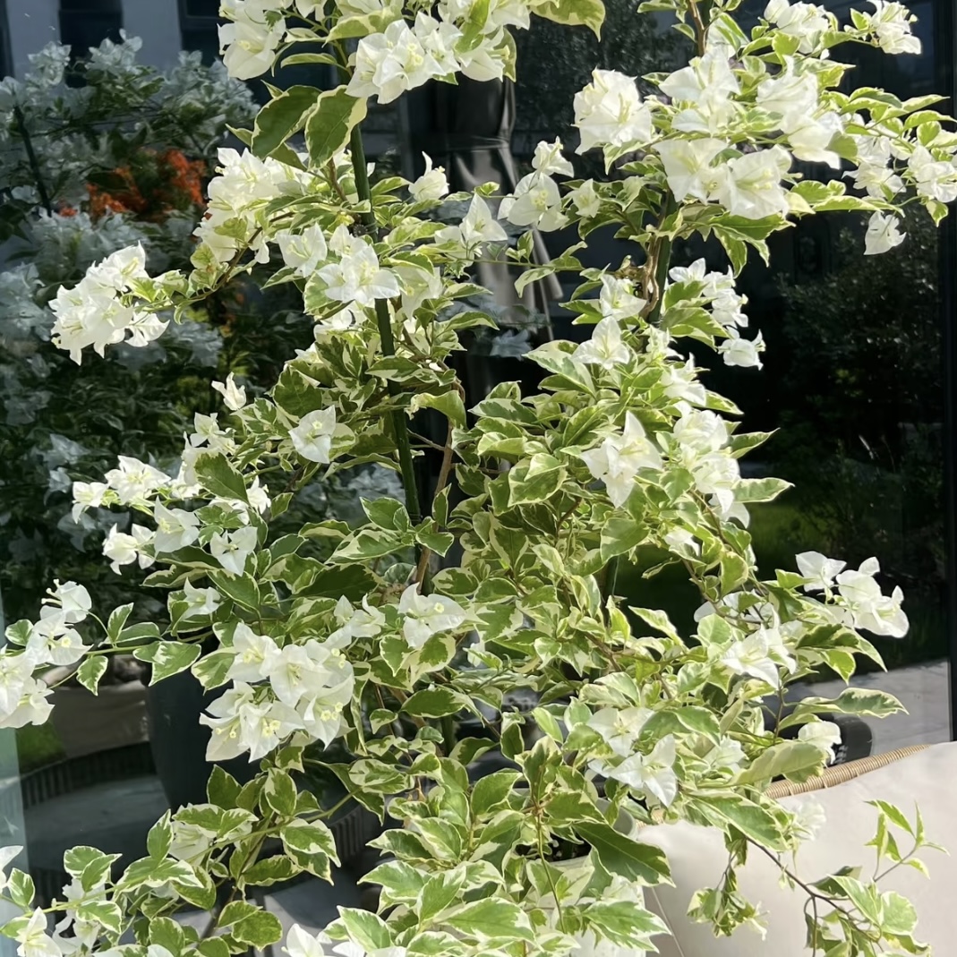 三角梅品种不选庭院露台花镜植物易养护