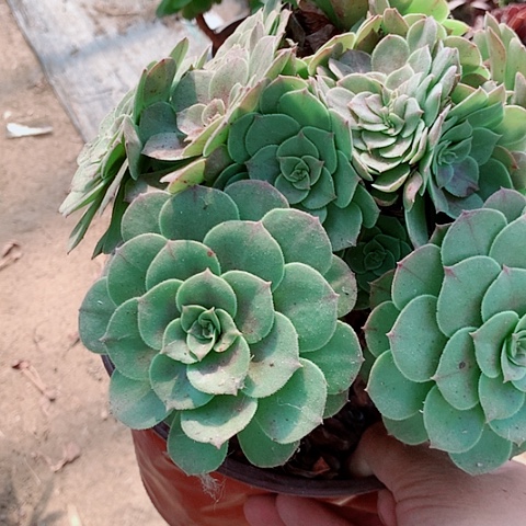 万圣杰多肉植物法师130号