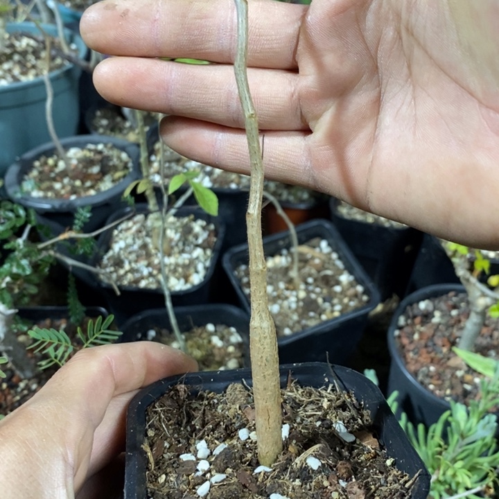 滔天实生待人图发货