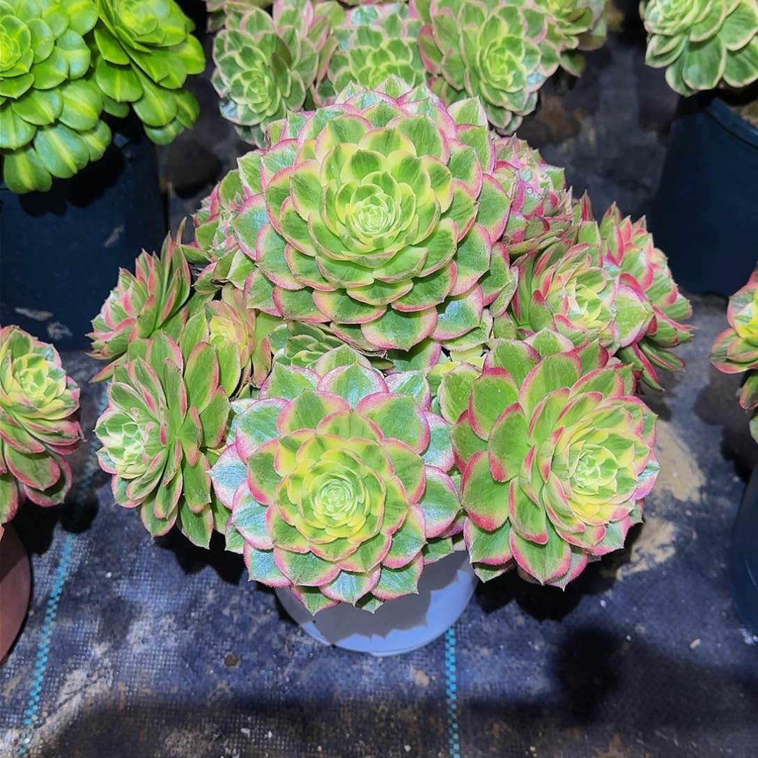 多肉植物海王老庄