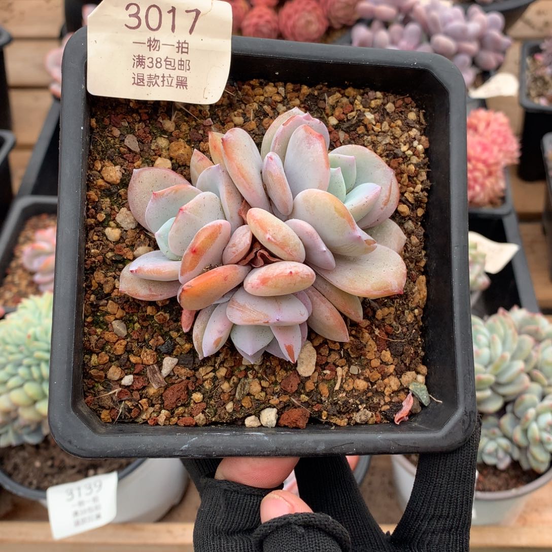 9厘米三头奶茶多肉3017