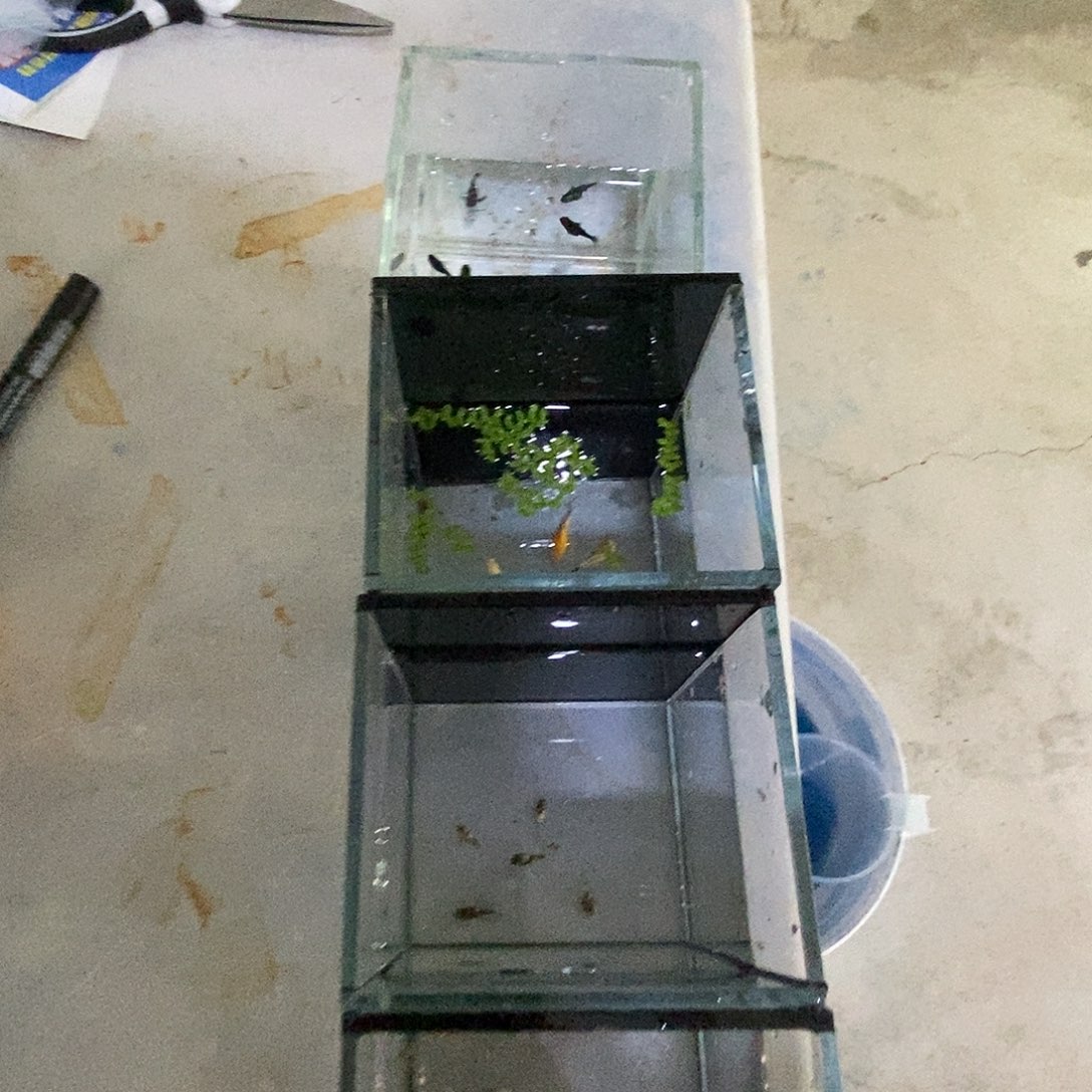 孔雀鱼4种玛丽补差价