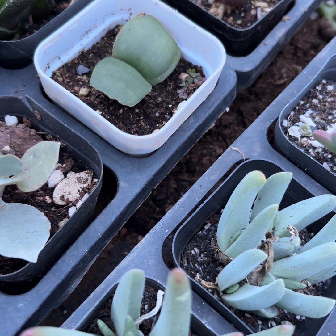 多肉植物睫毛刷单头