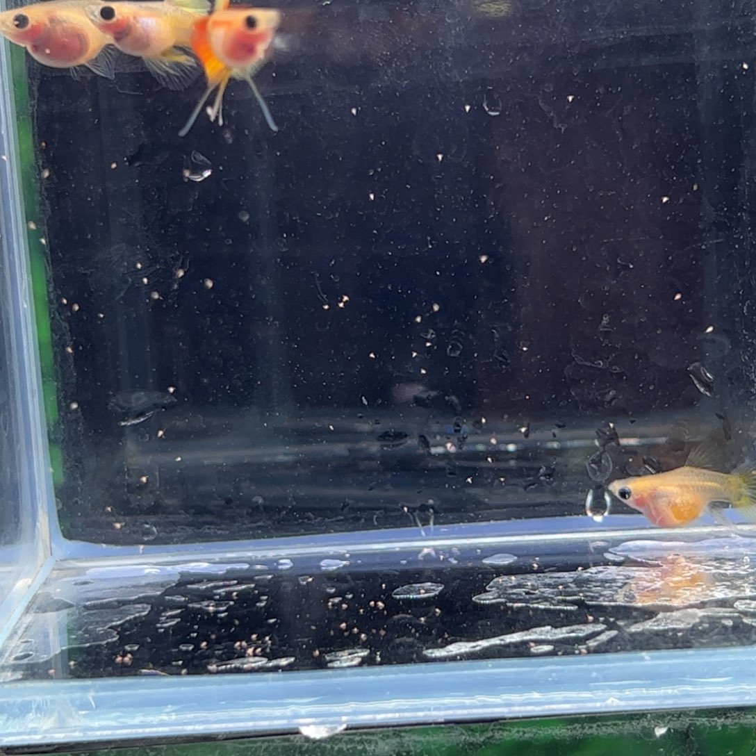 孔雀鱼落日球体c11111111111