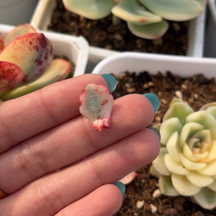 斗牛士锦叶片一颗价格