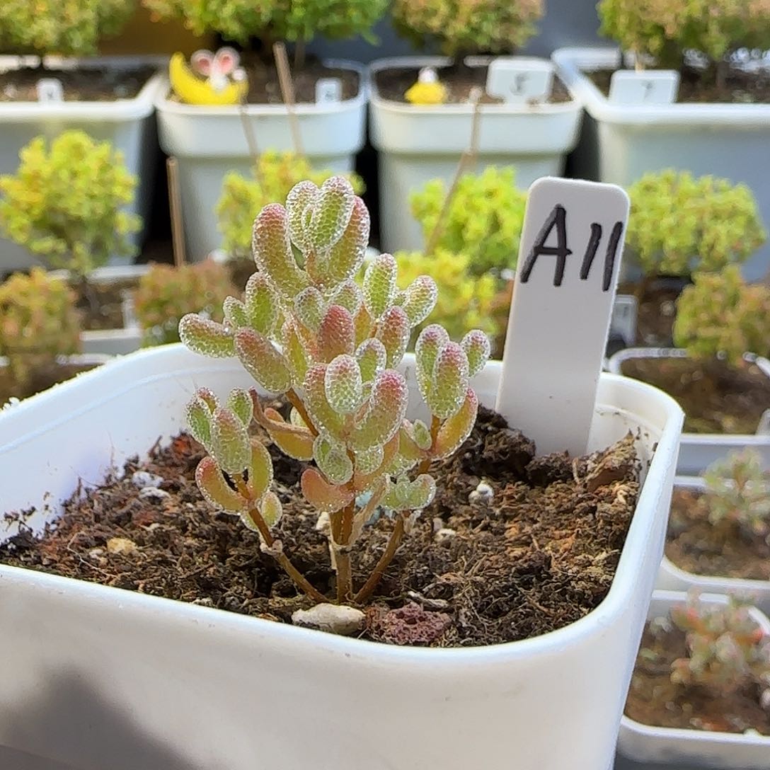 实生冰晶枝干番杏