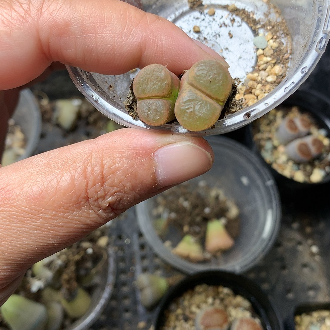 T278多肉植物保护