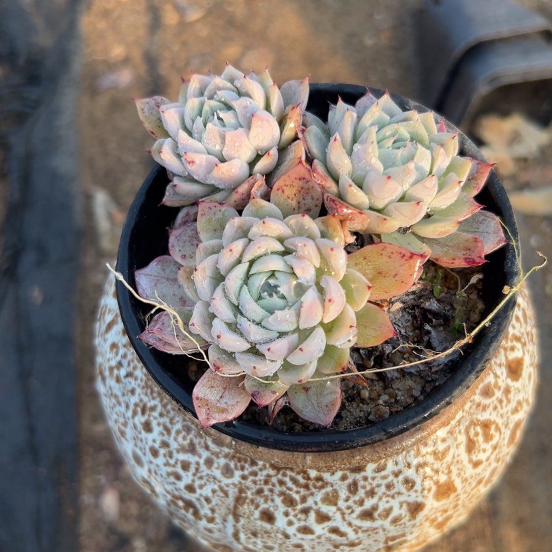 多肉植物多肉植物