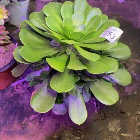 绿羊绒多肉植物3753