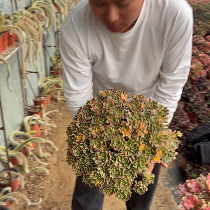 25.8超大甜茶一颗