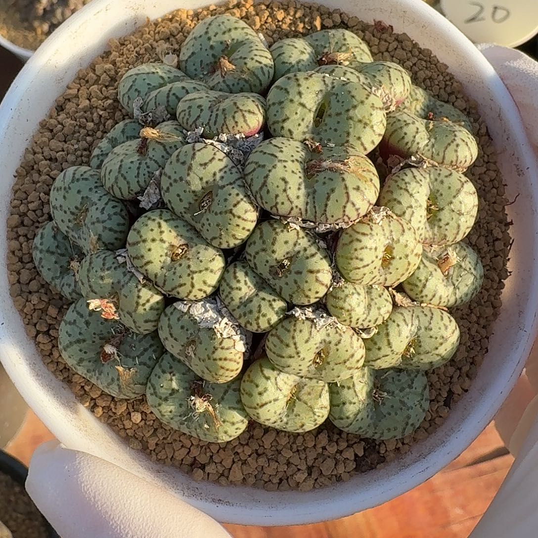 肉锥仙人球123456