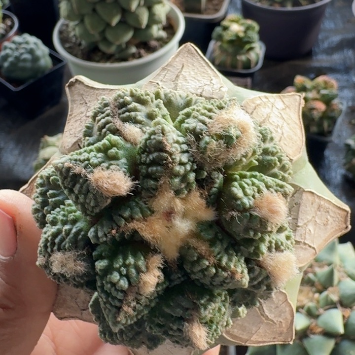 388黑哥牡丹仙人球