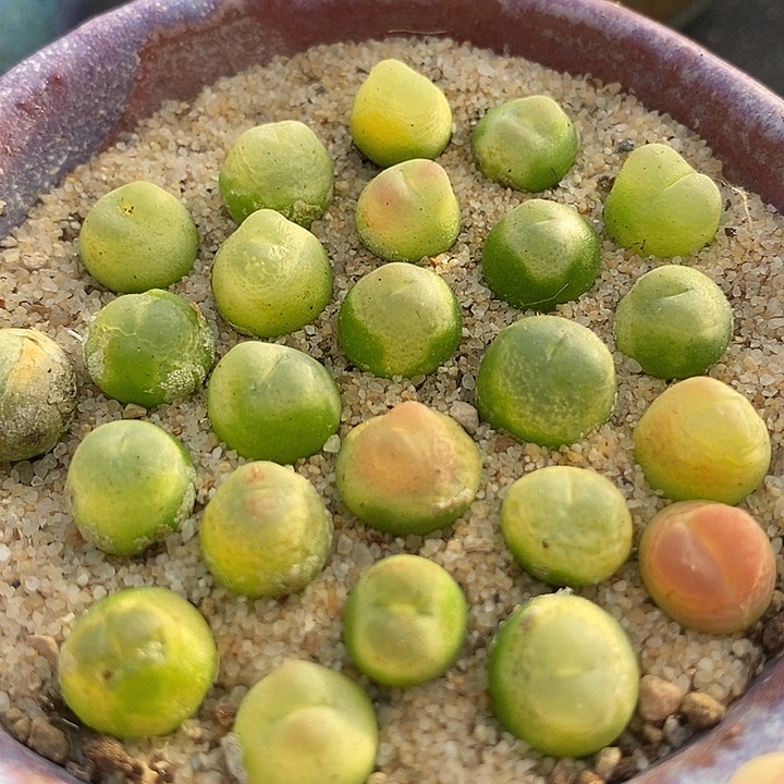 24504拉登一颗 样本