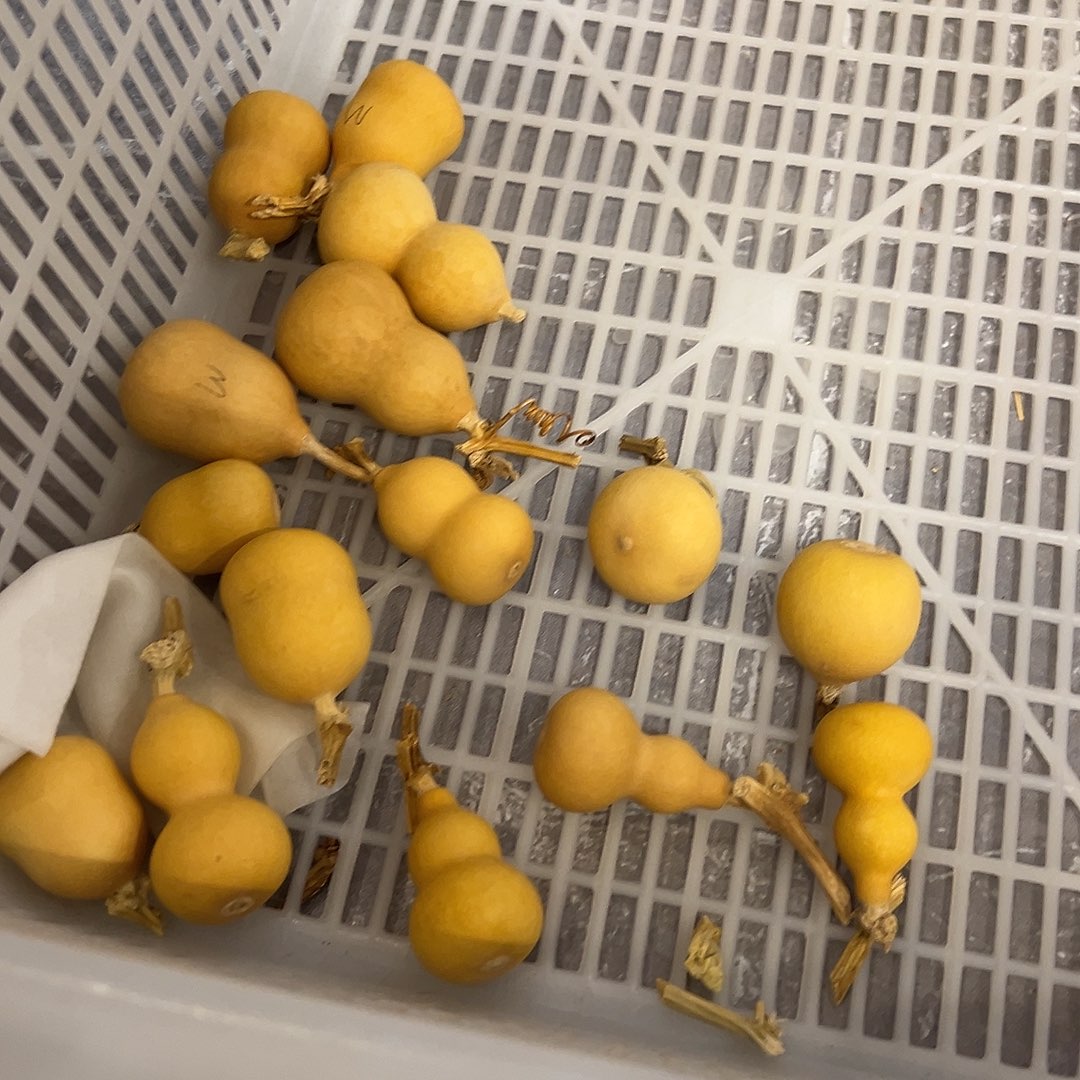 博恩葫芦博恩葫芦