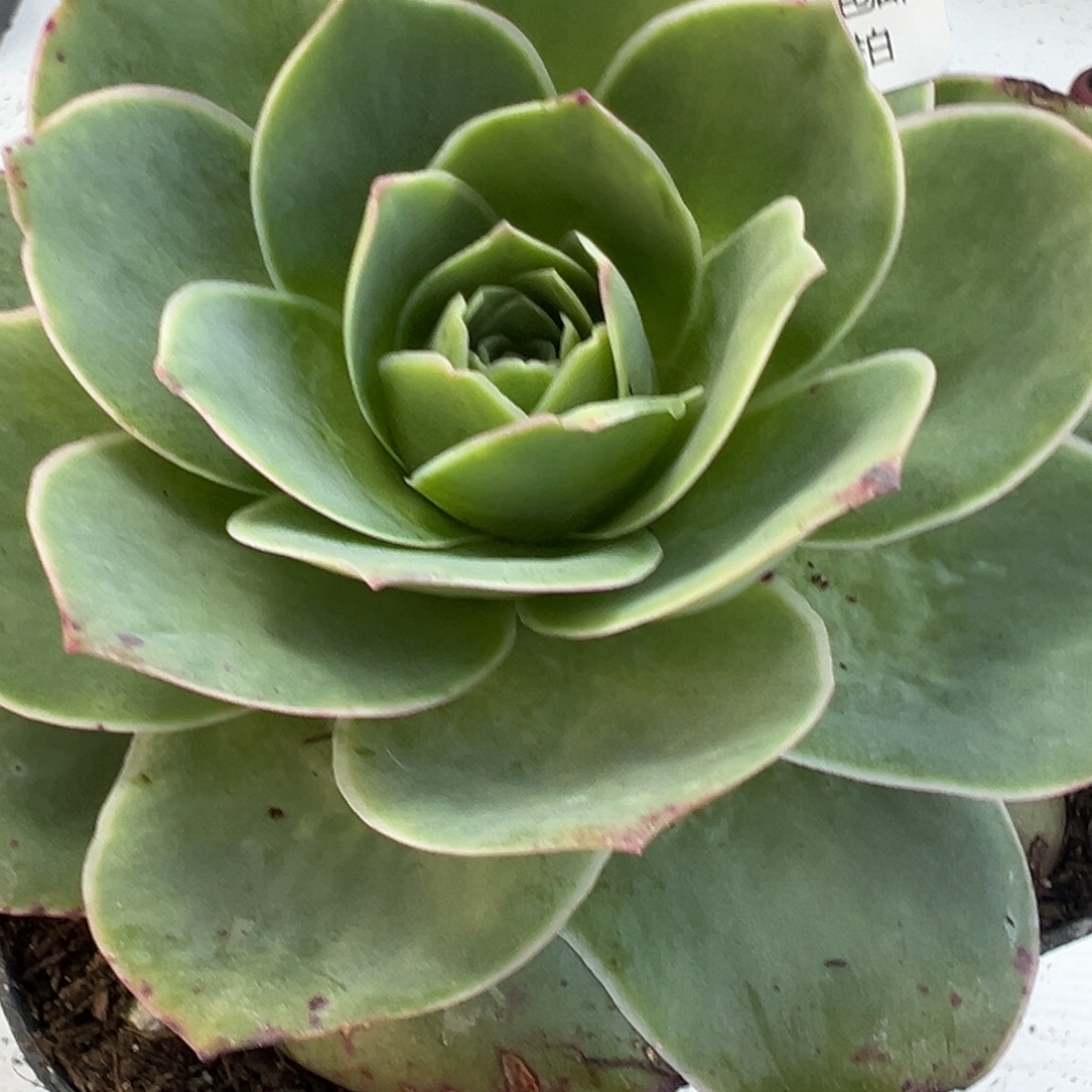 783 山地玫瑰基地带盆土