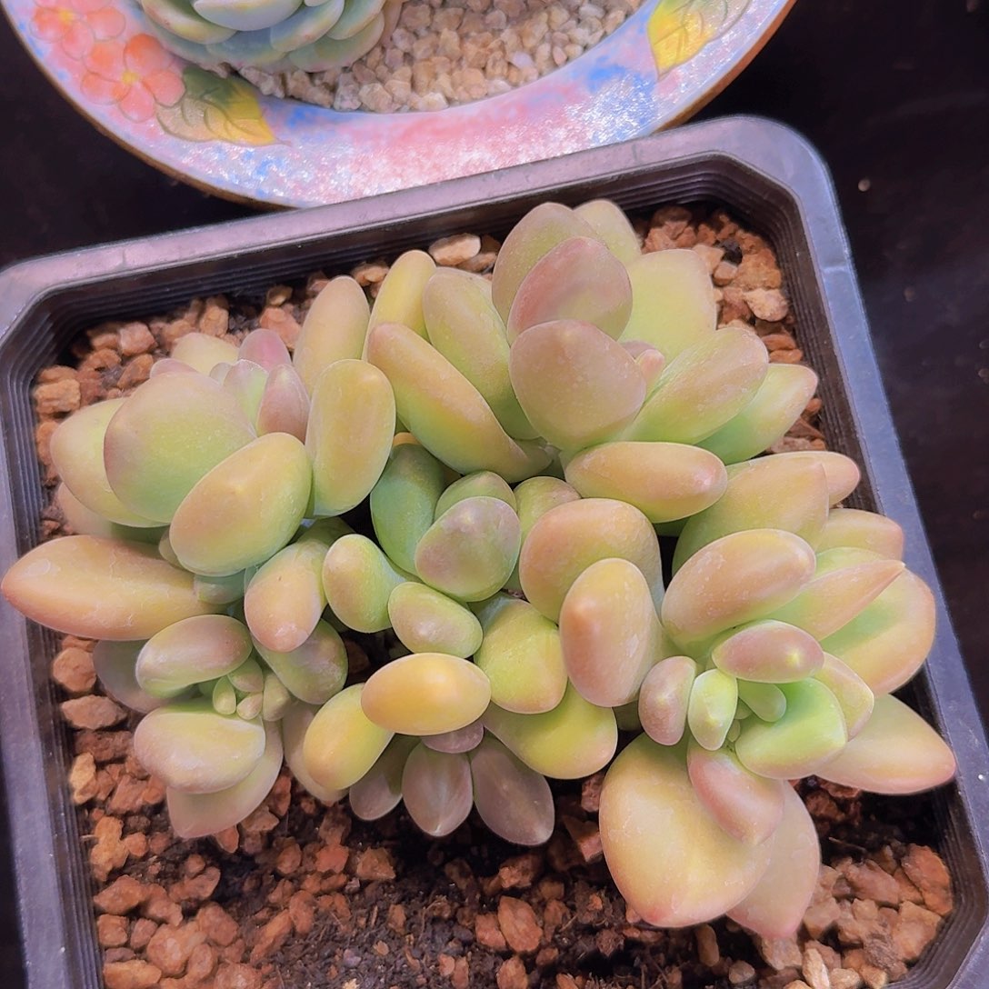 芒果奶多肉一物一拍