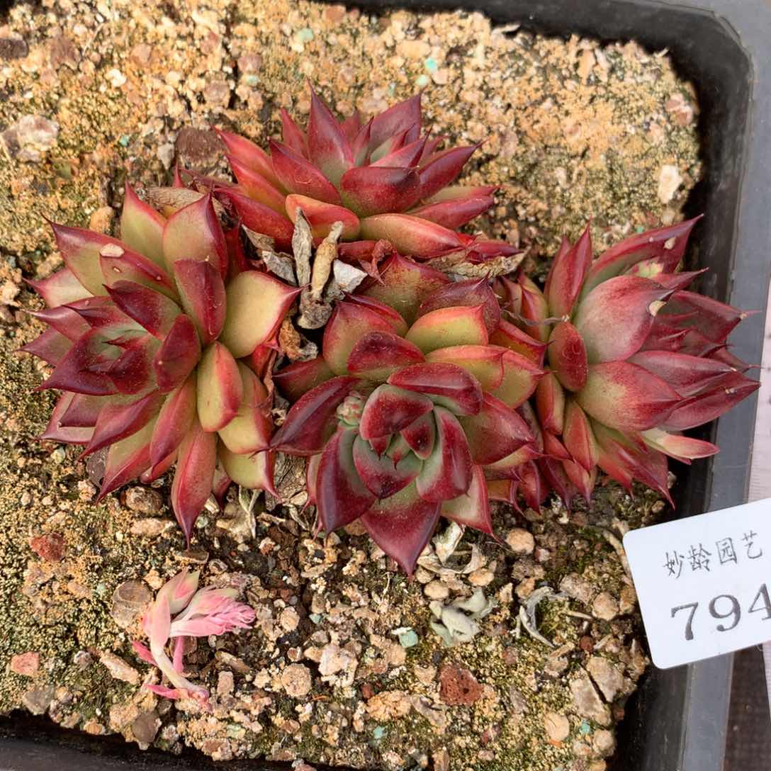 794杂交精品基地12厘米