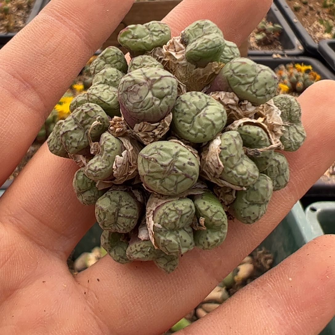 114 好看的多肉冲冲冲