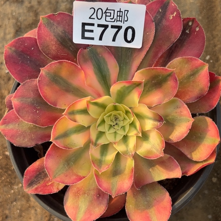 多肉植物770不售后