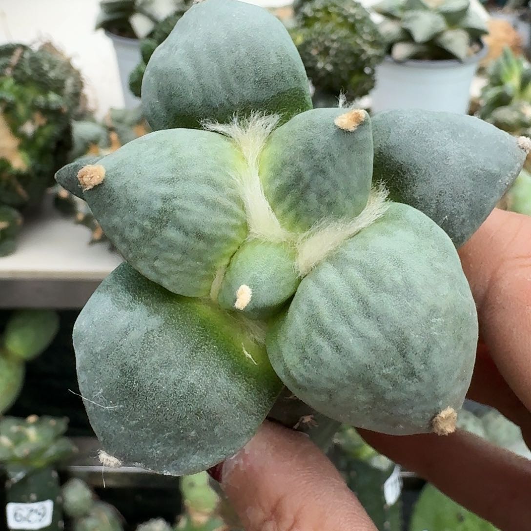 【闪购商品】无花朵坎**白达摩284
