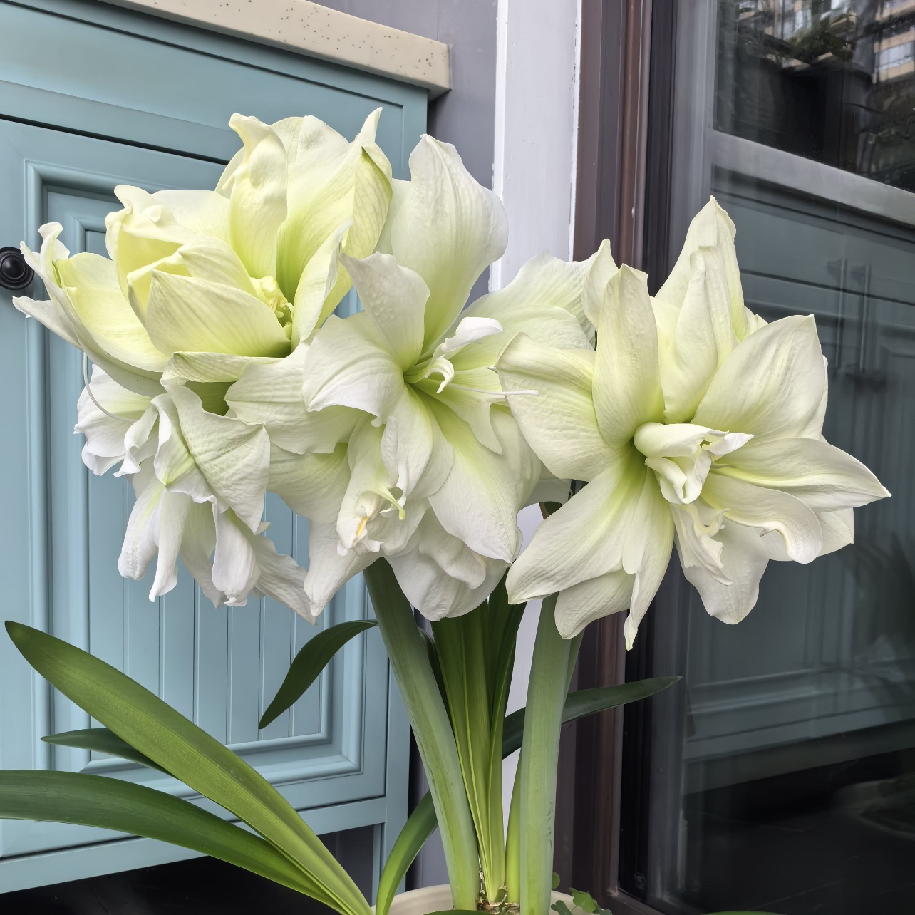 玛丽琳朱顶红种球盆栽重瓣四季可种新手易养护爆花强发货快