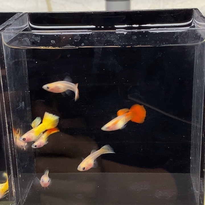 孔雀鱼玻璃猫混搭3对