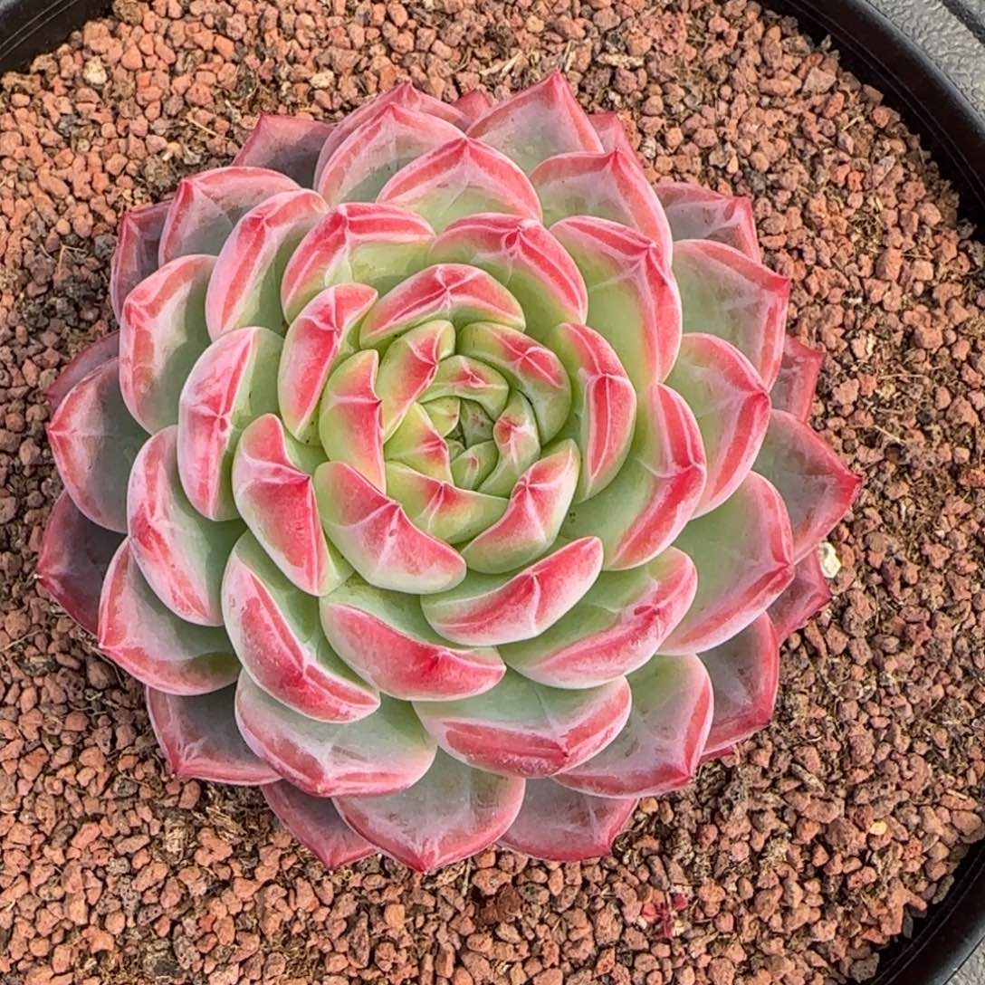 从前慢花园精选多肉大红鸾