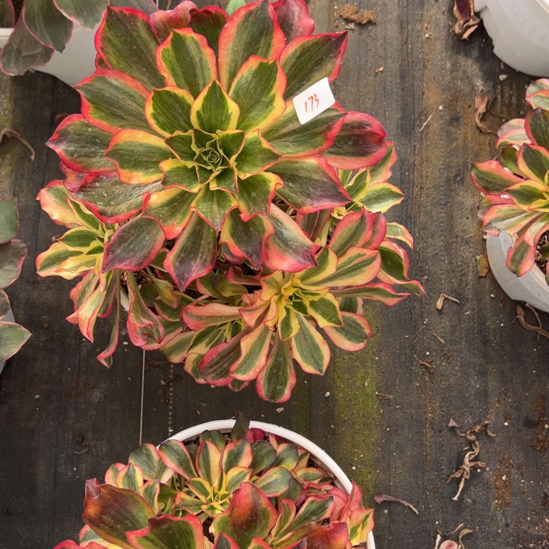 莫***儿173魅影多肉多肉多肉多肉