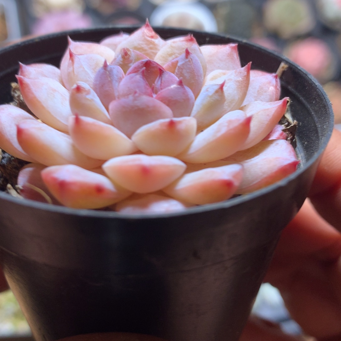 溏心多肉一物一拍