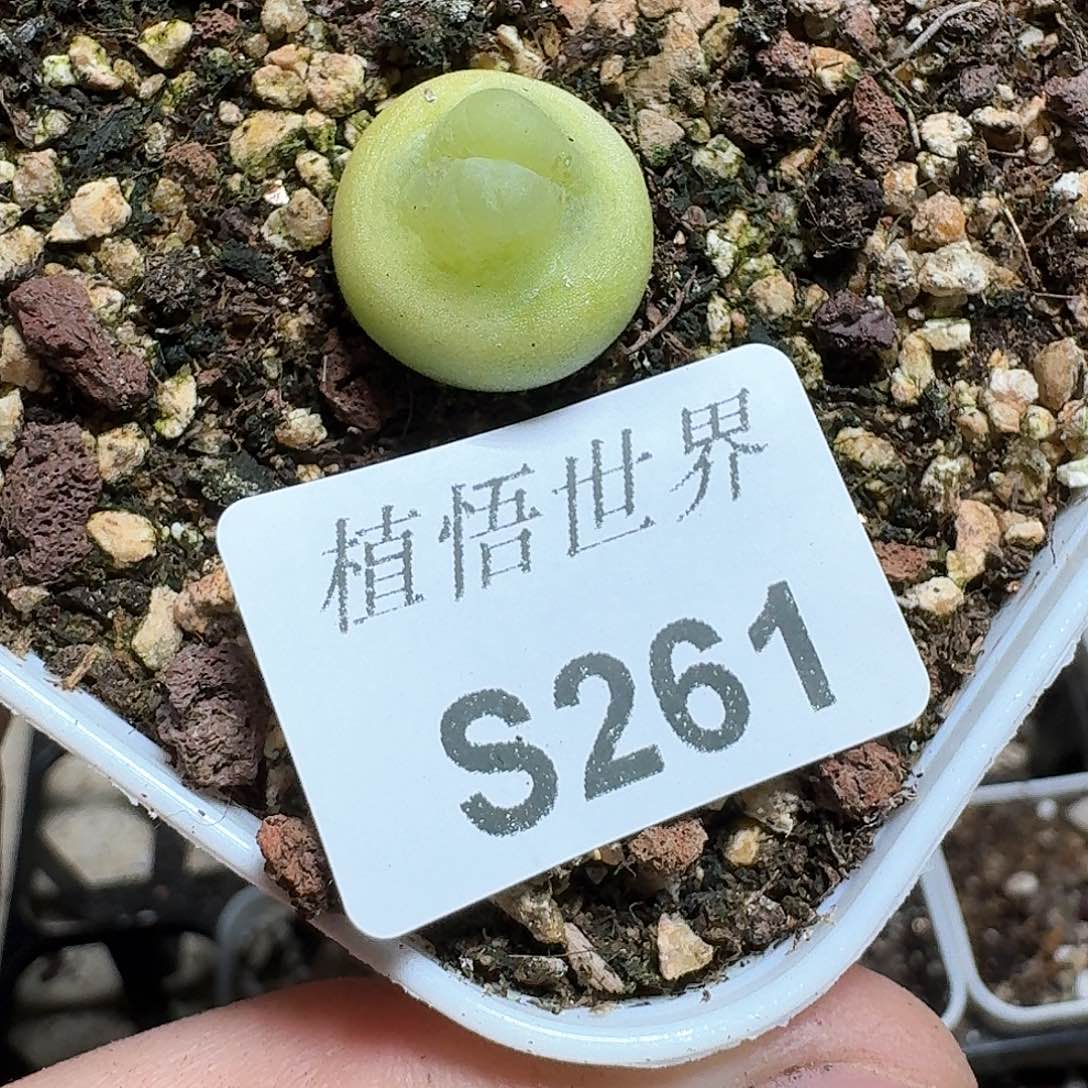 261号多肉植物哇c g